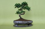 1262432776_poterie-pour-bonsai-de-jc-herman.jpg