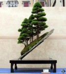 the-world_s-top-10-most-unusual-bonsai-trees-5.jpg
